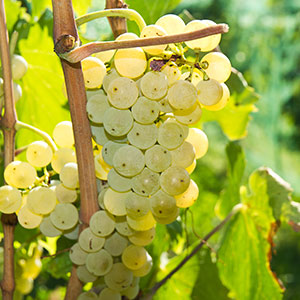 Malvasia Bianca Malvasia Bianca