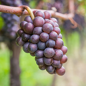 Pinot Grigio Pinot Grigio