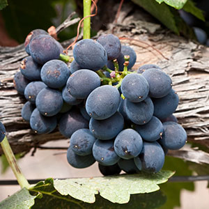 Shiraz_Syrah Shiraz/Syrah