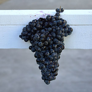 alicante bouschet Alicante Bouschet