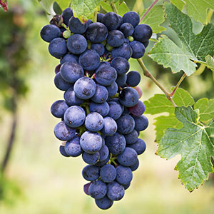 barbera Barbera