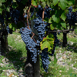 cabernet sauvignon Cabernet Sauvignon