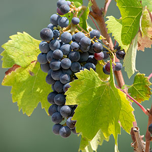 carignane Carignane