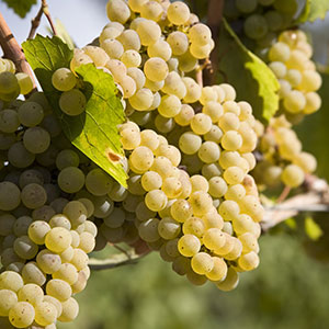 chardonnay chardonnay