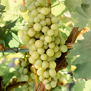 chenin blanc chenin blanc