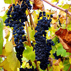 grenache Grenache