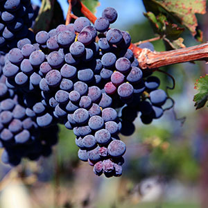 merlot Merlot