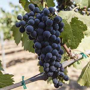 petite sirah Petite Sirah