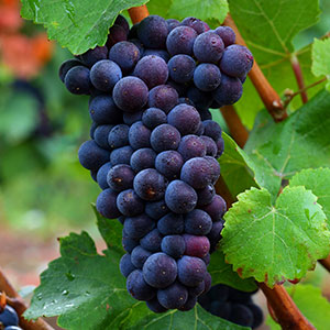 pinot noir Pinot Noir