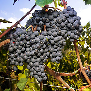 sangiovese Sangiovese