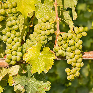 sauvignon blanc sauvignon blanc