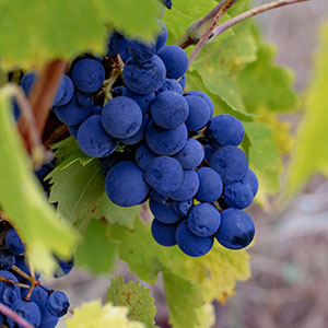 tempranillo Tempranillo