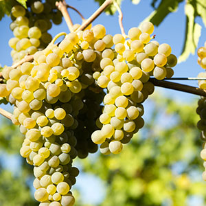 viognier viognier