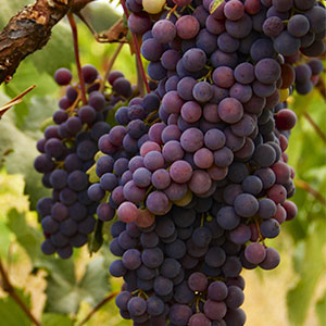 zinfandel zinfandel