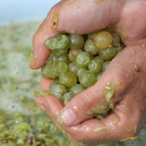 Smushed white grapes in a pair of hands