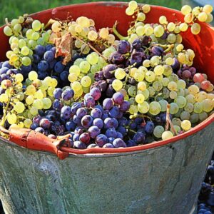 bucket of grapes