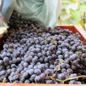 red grapes for wine-making