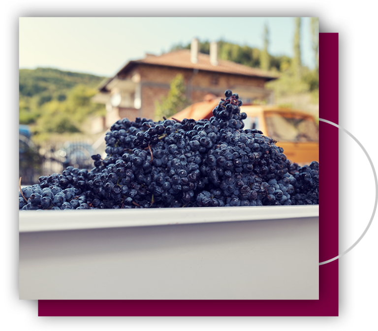 Equipment Quality Home Winemaking Equipment