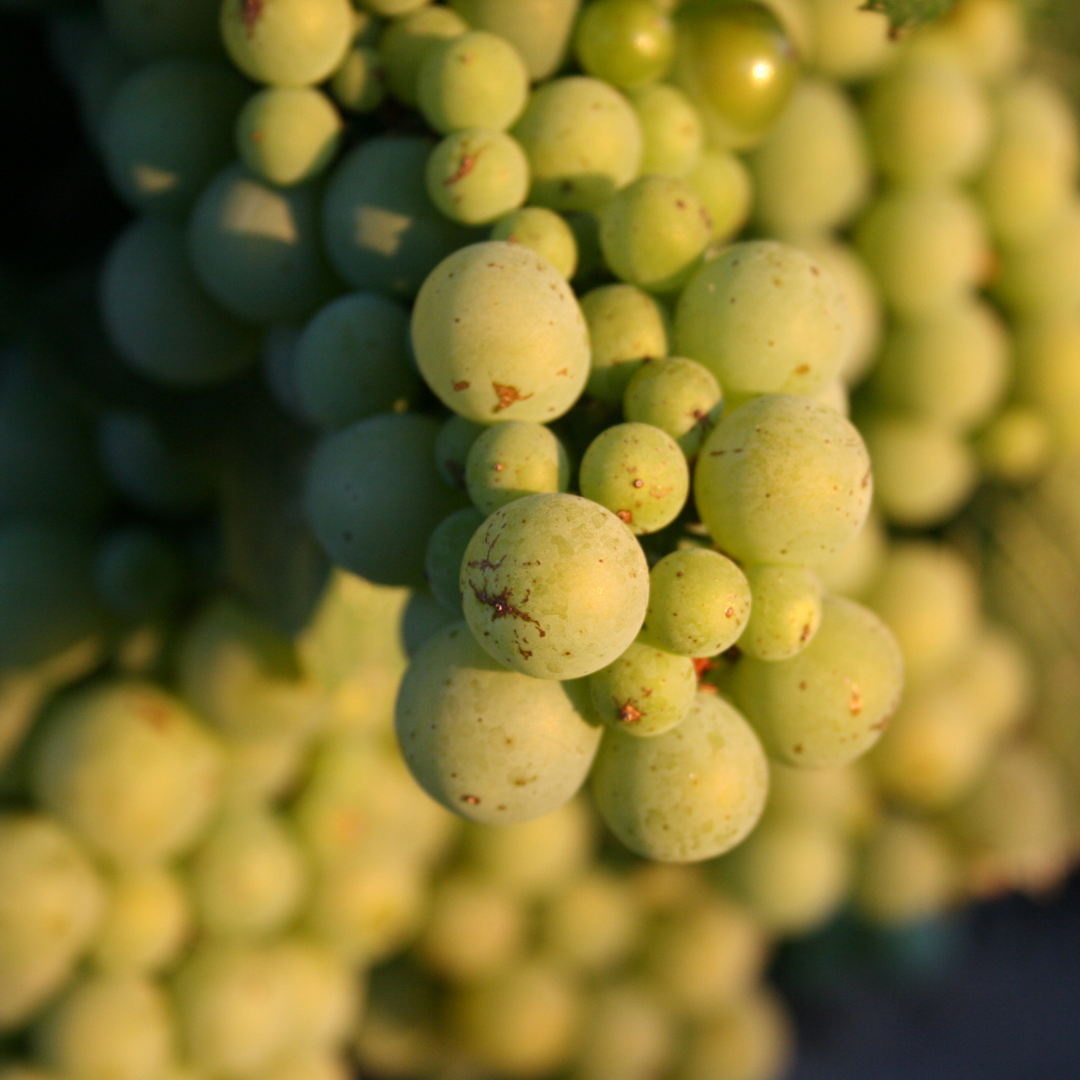 A Guide to Wine Grapes Home WineMaker Depot