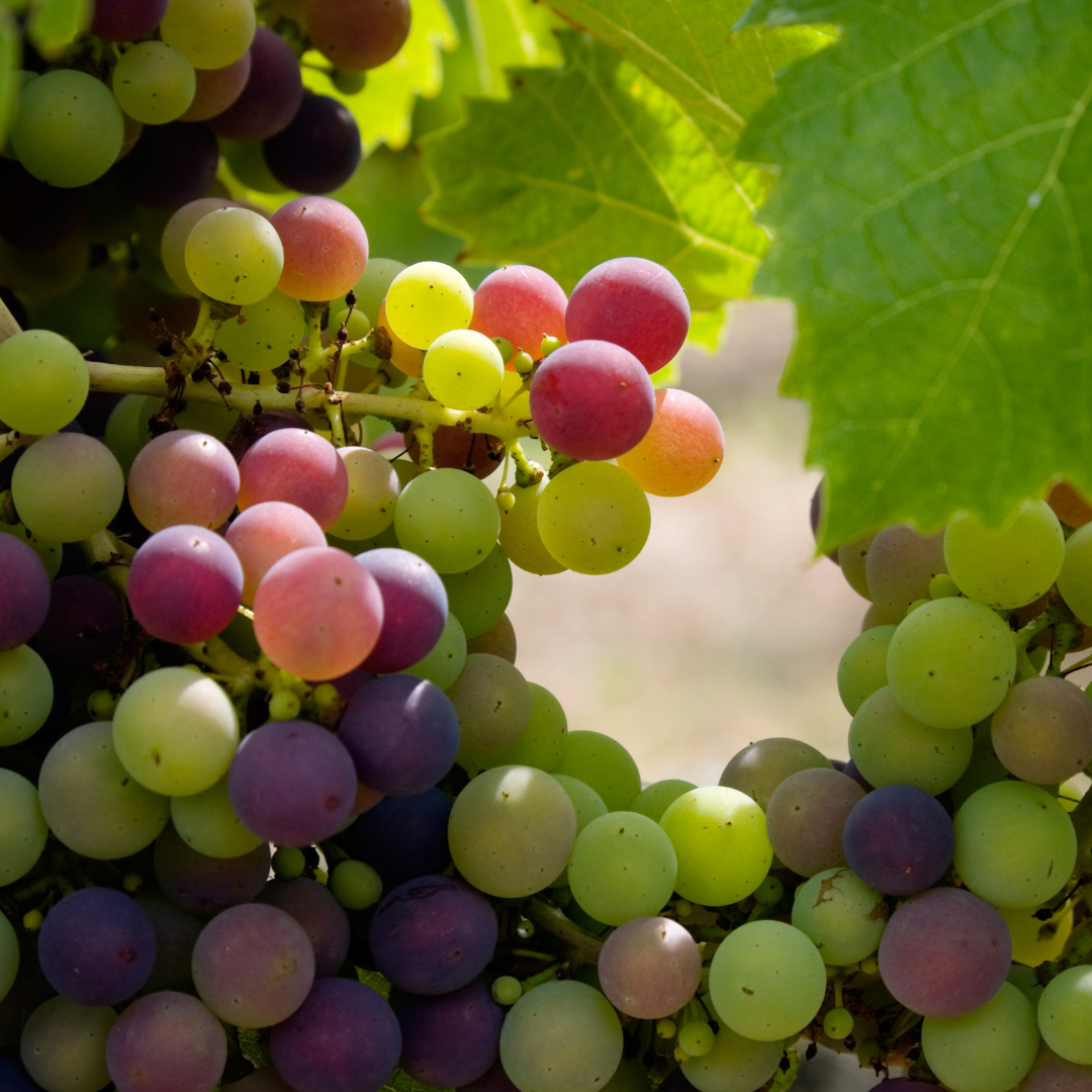 A Guide to Wine Grapes Home WineMaker Depot