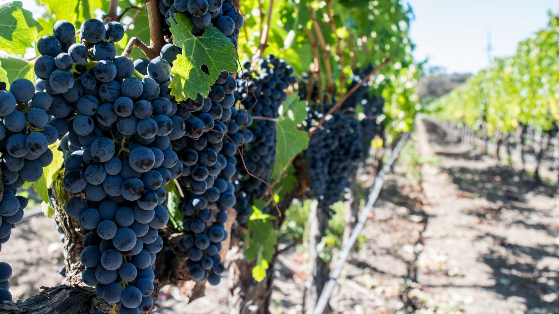 A Guide to Wine Grapes Home WineMaker Depot